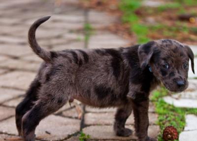 Catahoula Leopard dog