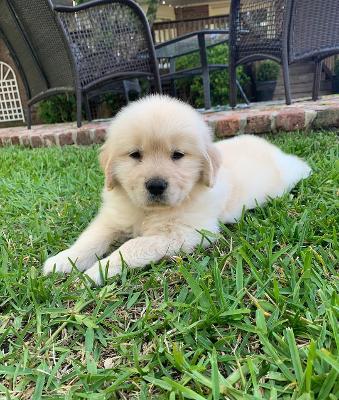 Cute Golden Retriever Puppies For Pet Lovers