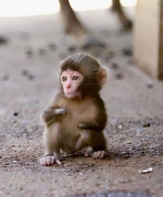 Capuchin Monkey For Sale