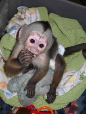 Temed Capuchin Monkeys For Rehoming