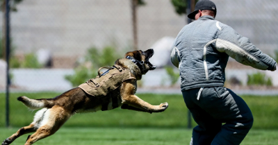 Dog Bite Lawyer