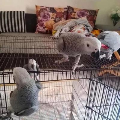 Affordable Christmas Birds for Sale - Order Now!