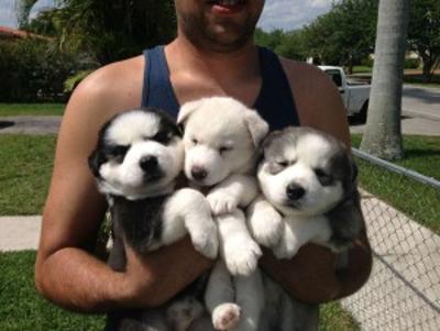 Adopt Adorable Husky Puppies for Sale