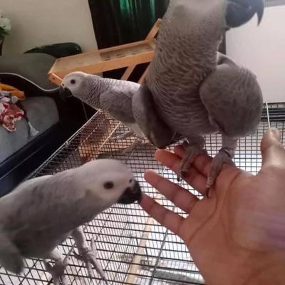 African Grey Parrots and Macaws Available for Rehoming