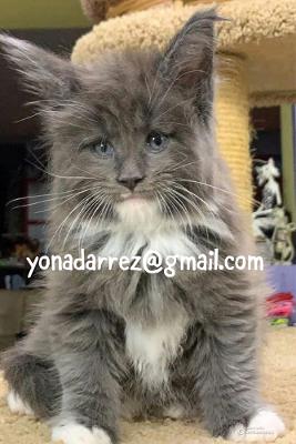 Adopt Maine Coon Kittens - Find Your Furry Friend Today