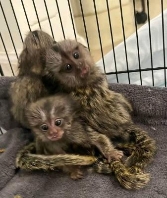 Marmoset, Capuchin, and Spider Monkey Babies for Sale