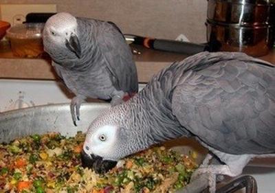 Hand Tame African Grey Parrots