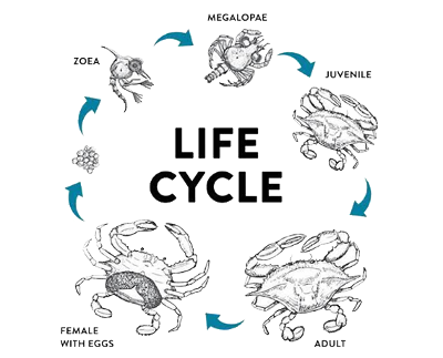 Crab Aquaculture: Sustainable Farming Practices and Benefits