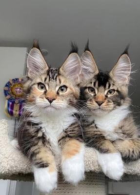 Maine Coon Kittens for Adoption: Find Your Perfect Feline Companion