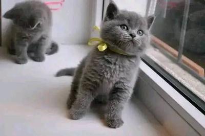 Free British Shorthair Kitten Available for Adoption
