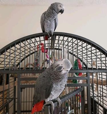 Free African Grey Parrots: Top Pedigree Available