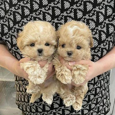 Adopt Mini Toy Poodle Puppies - Available Now