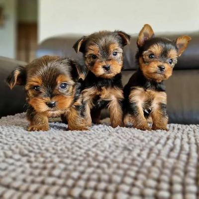 Adorable Toy Yorkshire Terrier Puppies for Sale - Perfect Gift Idea