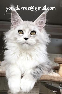 Maine Coon Kittens Available for Adoption