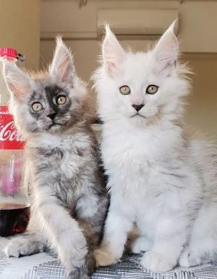 Adorable Maine Coon Kittens Ready for Adoption
