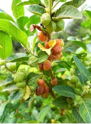 Ashwagandha Remedies for Ketu Planet Effects