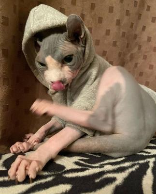 Sphynx kittens for rehoming