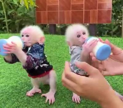 Adorable Baby Monkeys Ready for Adoption