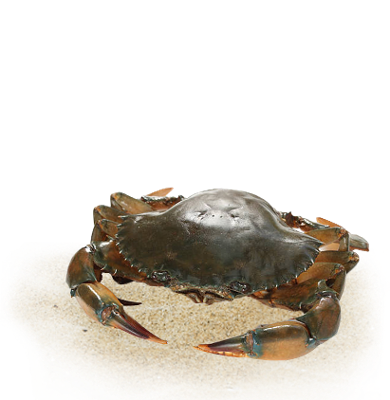 Mud Crab Fattening Service Available