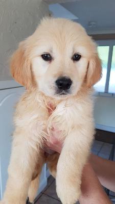Golden retriever puppy available