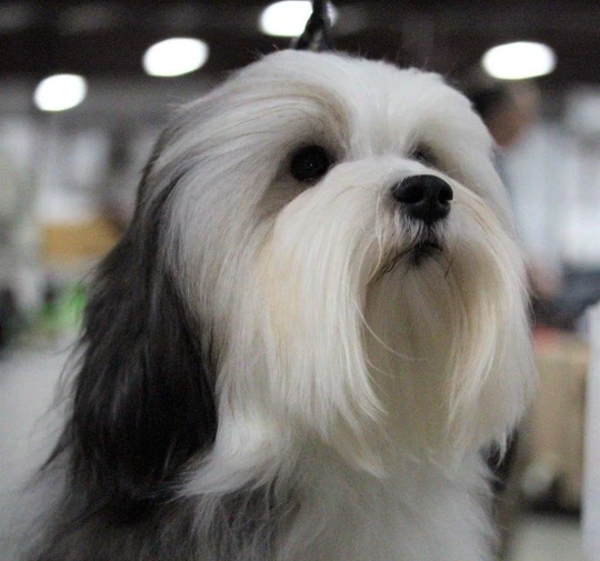 Cute Havanese Dog