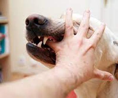 Dog Bite Lawyer Menifee CA