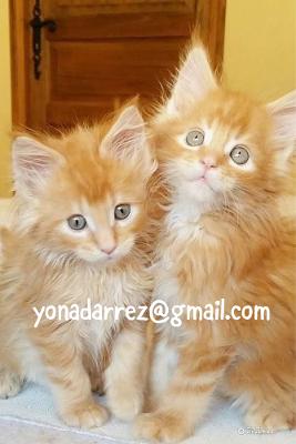 Adopt Maine Coon Kittens: Find Your Perfect Feline Companion