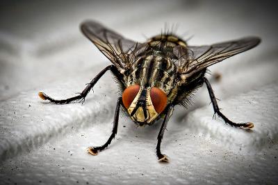 Trusted Pest Control Company - Effective Solutions