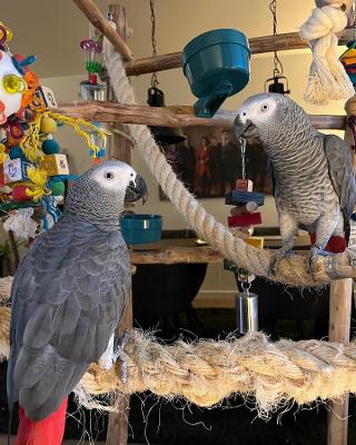African Grey Parrots For Adoption