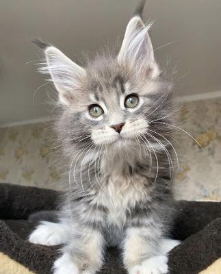 Maine Coon Kittens for Sale: Perfect Christmas Gift