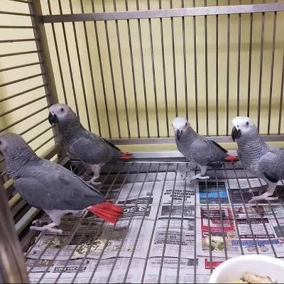 Parrots of various species and their fertile eggs for sale .