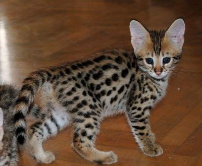 Exotic kittens for sale .