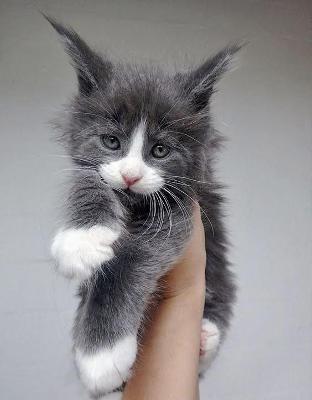 Adorable Maine Coon Kittens Available for Rehoming