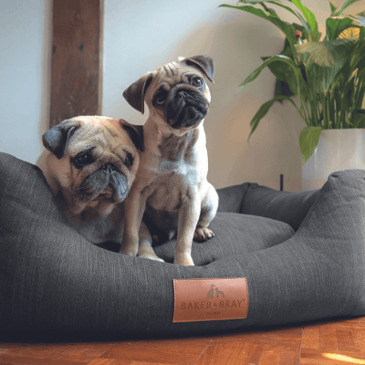 Luxury Dog Beds: Stylish and Comfortable Options for Your Pet