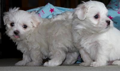 Maltese Puppies