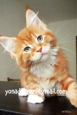 Maine Coon Kittens Available for Adoption
