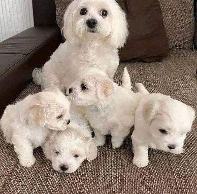 maltese puppiesfor sale