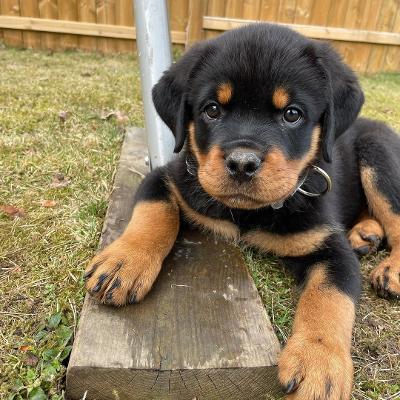 Purebred Rottweiler Puppies
