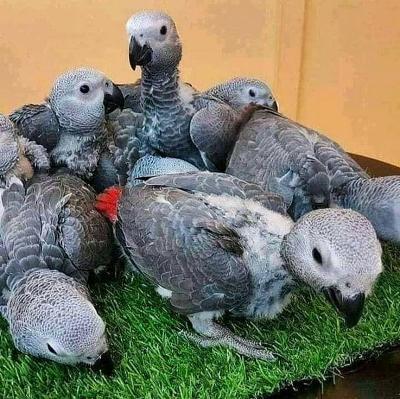 African Grey Parrots For Sale