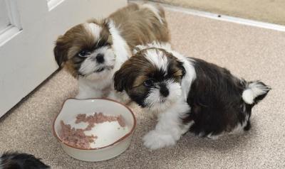 Adorable Male And Female Shih Tzu Puppies