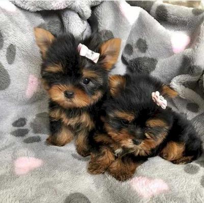 Male and Female Maltese Puppies