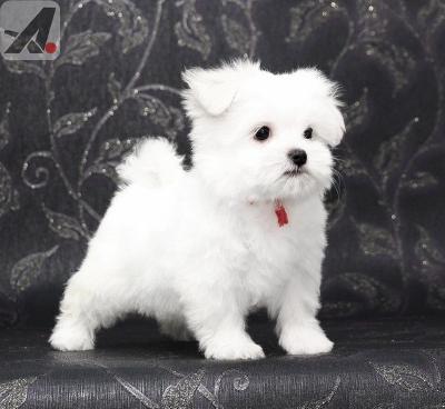 Super Adorable Maltese Puppies