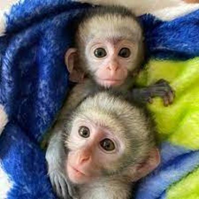 HOME RAISE MALE/FEMALE CAPUCHIN BABY MONKEYS SET FOR THEIR NEW HOME