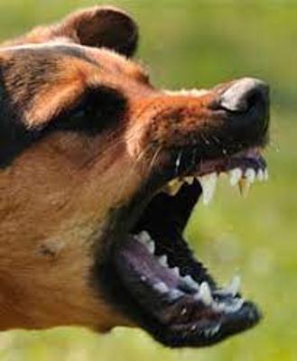 Palm Springs Dog Bite Attorney