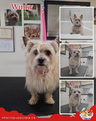 Dog Grooming Services Available in Newmarket