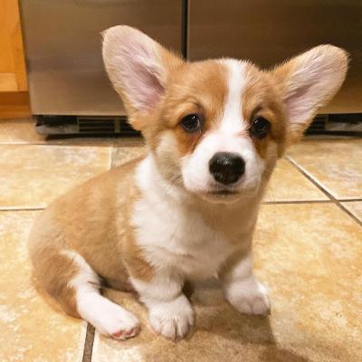 Pembroke Welsh Corgi Puppies for Sale | Adorable Corgi Puppies Available Now