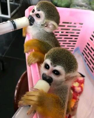 Baby Monkeys Available for Rehoming - Adopt a Monkey Today