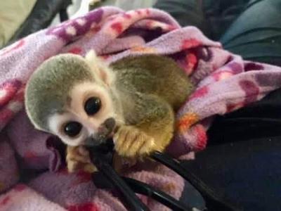 Baby Monkeys Available for Adoption