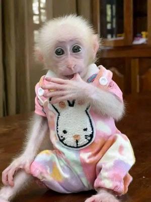 Spider Monkey and Marmoset Babies Available for Christmas
