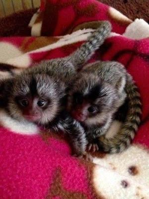 Adopt Adorable Baby Monkeys: Available Now